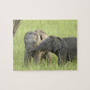 Young ones of Indian / Asian Elephant Jigsaw Puzzle