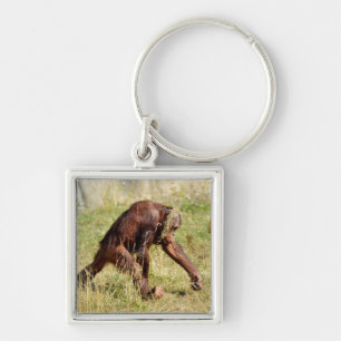 Young orangutan walking on grass key ring
