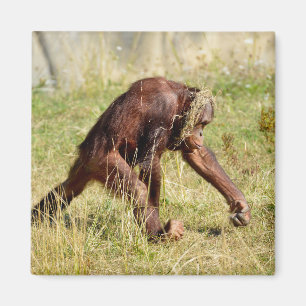 Young orangutan walking on grass magnet