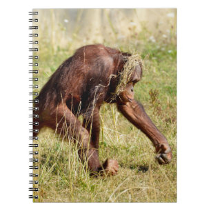 Young orangutan walking on grass notebook