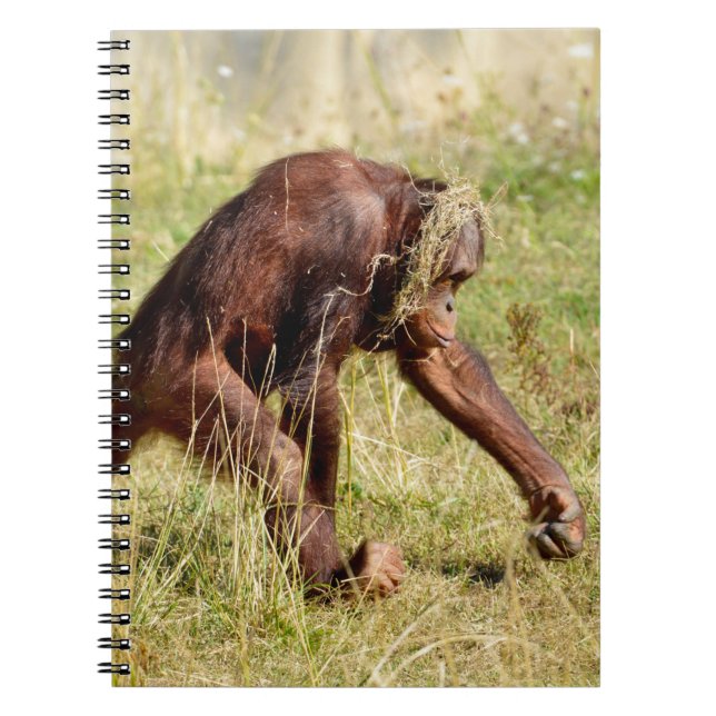 Young orangutan walking on grass   notebook (Front)