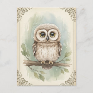 Young Owl Baby Wild Animals Postcard