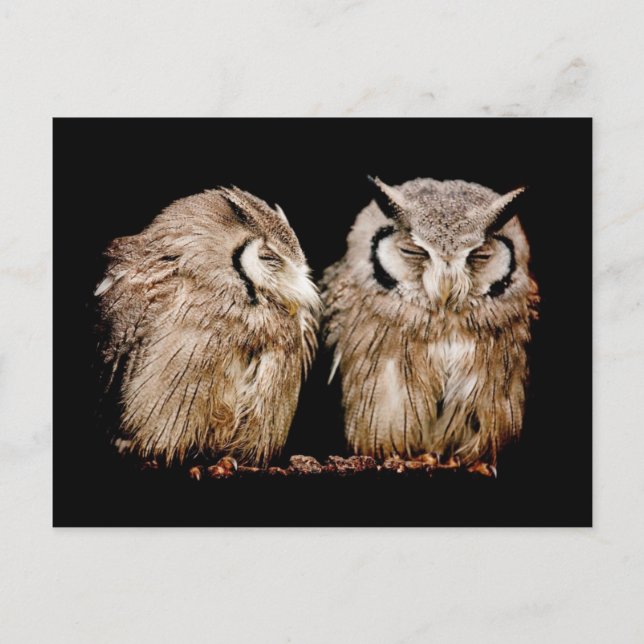 Young Owlets Postcard (Front)