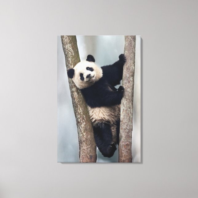 Young Panda climbing a tree, China Canvas Print (Front)