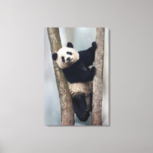Young Panda climbing a tree, China Canvas Print