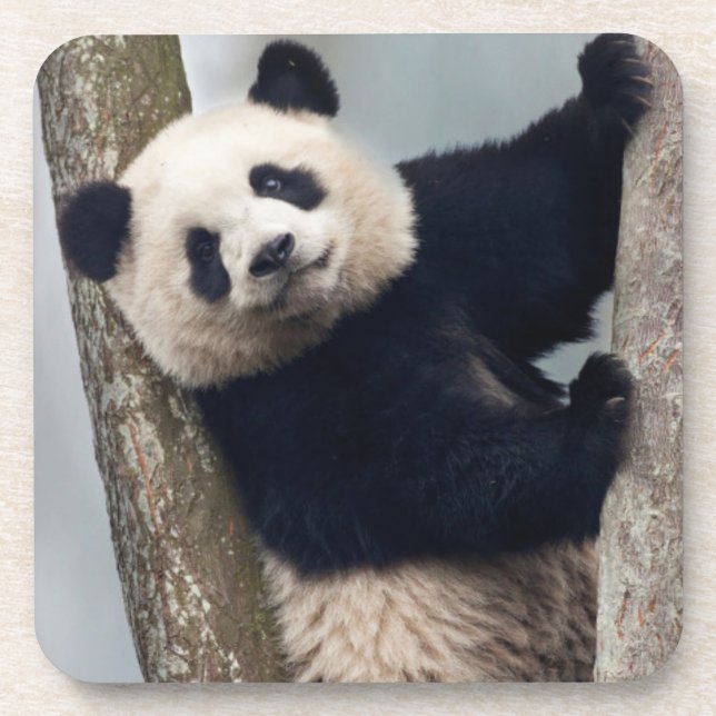 Young Panda climbing a tree, China Coaster (Front)