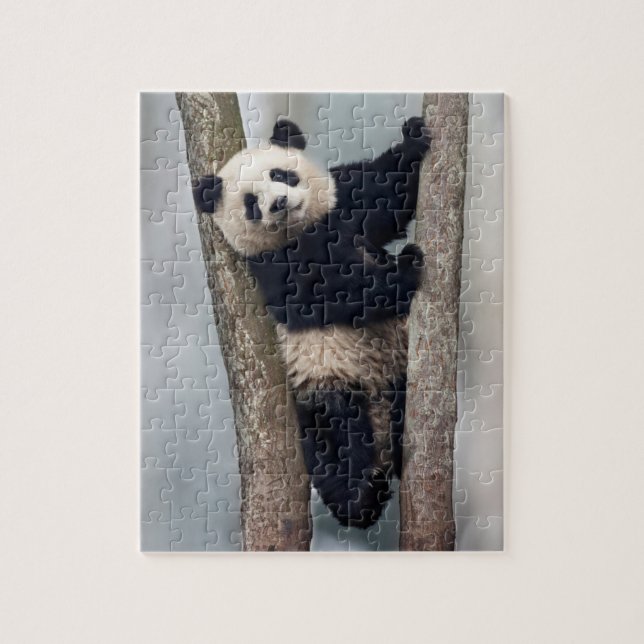 Young Panda climbing a tree, China Jigsaw Puzzle (Vertical)