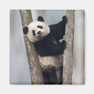 Young Panda climbing a tree, China Magnet