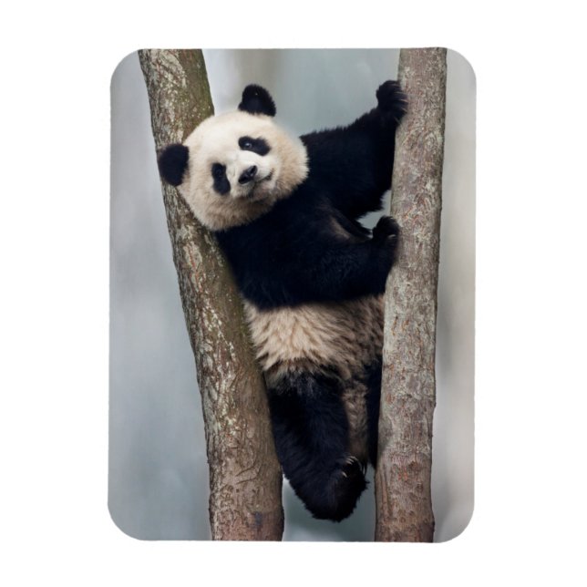 Young Panda climbing a tree, China Magnet (Vertical)