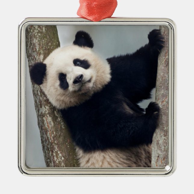 Young Panda climbing a tree, China Metal Tree Decoration (Front)