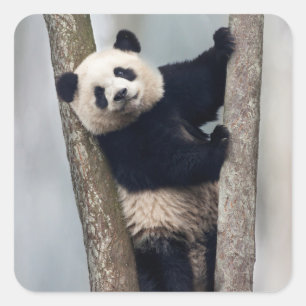 Young Panda climbing a tree, China Square Sticker