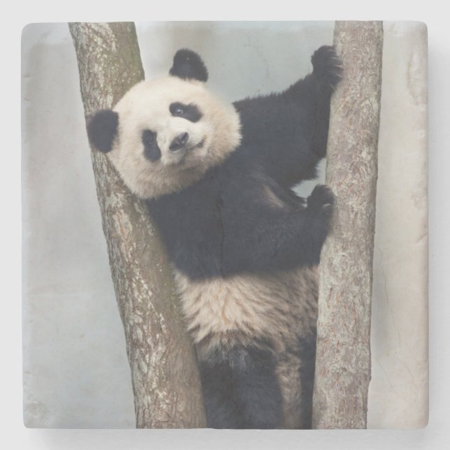 Young Panda climbing a tree, China Stone Coaster (Front)
