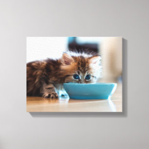 Young Persian Kitten Canvas Print