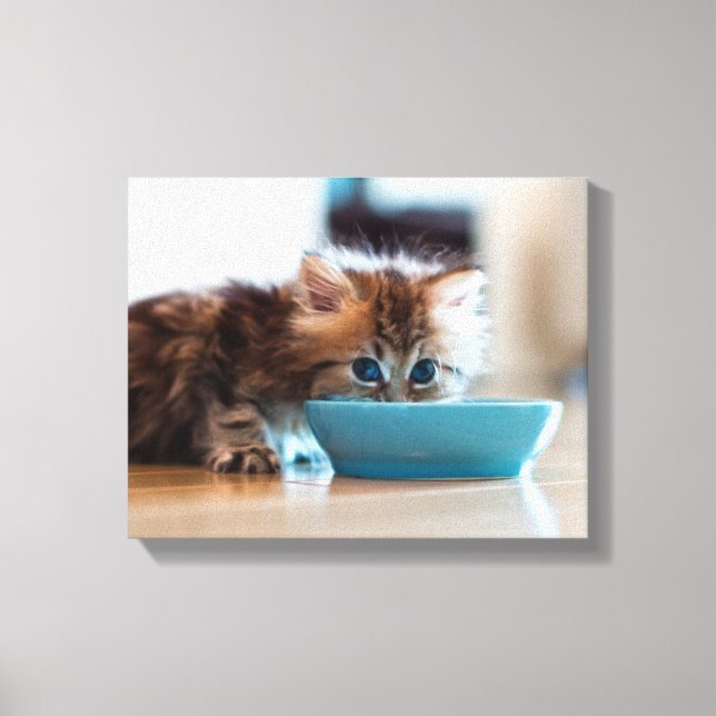Young Persian Kitten Canvas Print (Front)