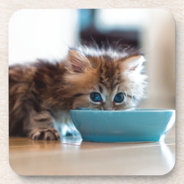 Young Persian Kitten Coaster (Front)