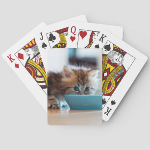Young Persian Kitten Playing Cards