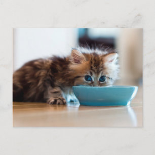 Young Persian Kitten Postcard