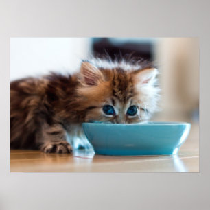 Young Persian Kitten Poster