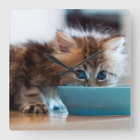 Young Persian Kitten