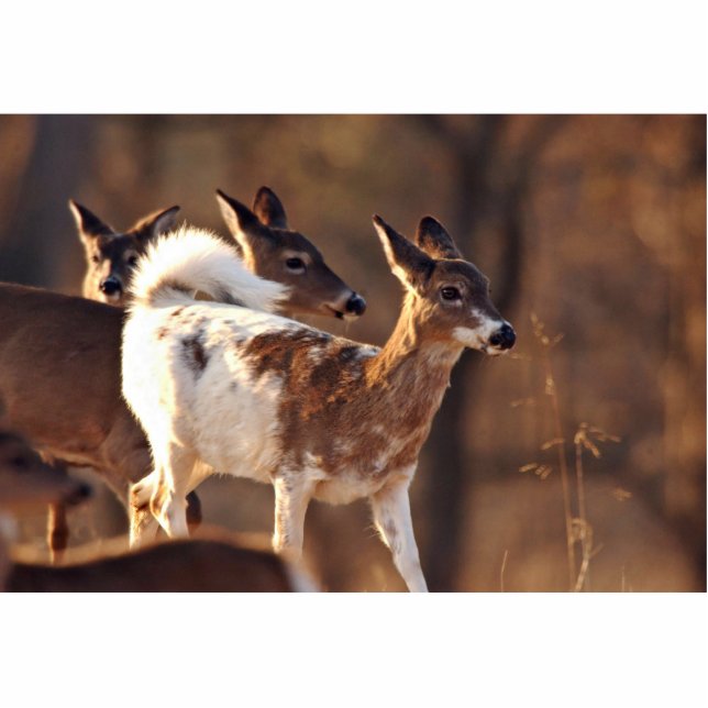 Young piebald deer standing photo sculpture (Front)
