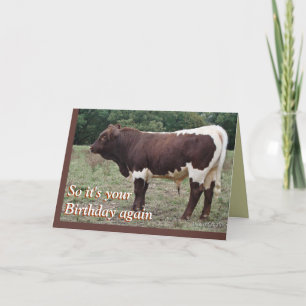 Young Pinzgauer Bull- customise any occasion Card