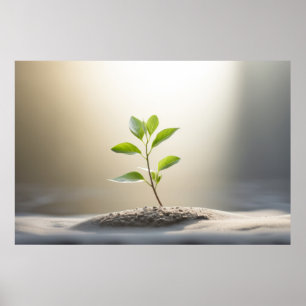 Young Plant Light Tranquil Peaceful Poster