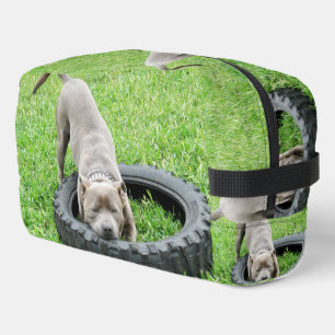 Young Playful Staffordshire Bull Terrier, Dopp Kit
