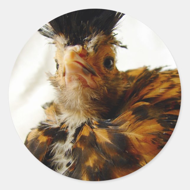 Young Polish Classic Round Sticker (Front)