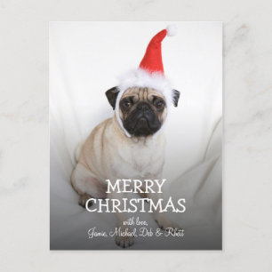 Young pug wearing Santa hat Holiday Postcard