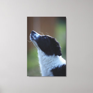 young pup Border Collie Canvas Print