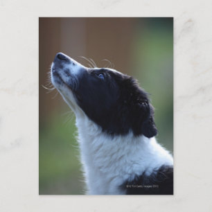 young pup Border Collie Postcard