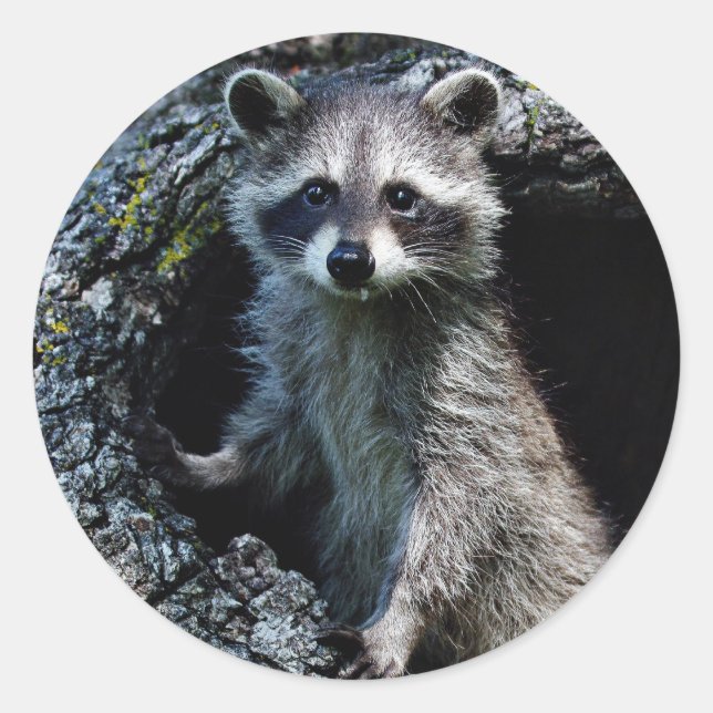 Young Racoon Classic Round Sticker (Front)