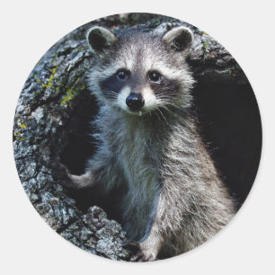 Young Racoon Classic Round Sticker