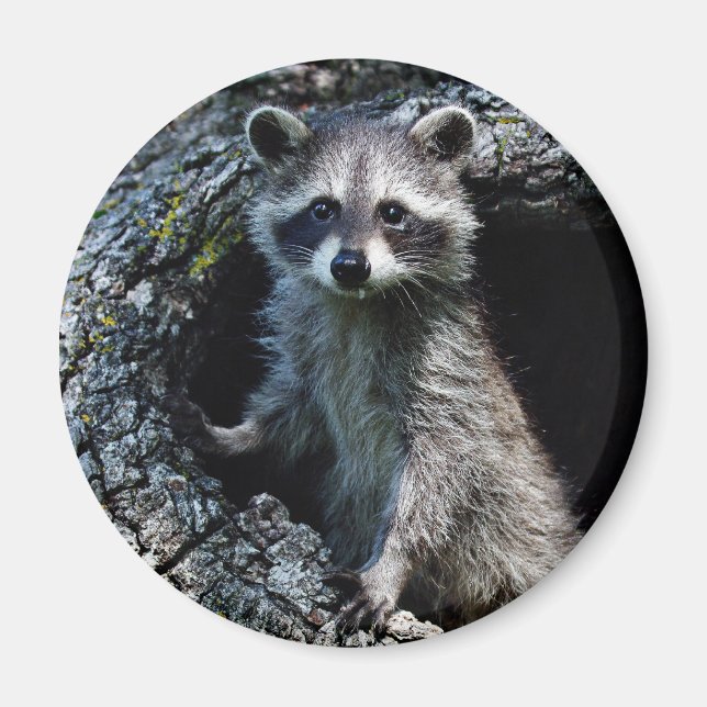 Young Racoon Magnet (Front)
