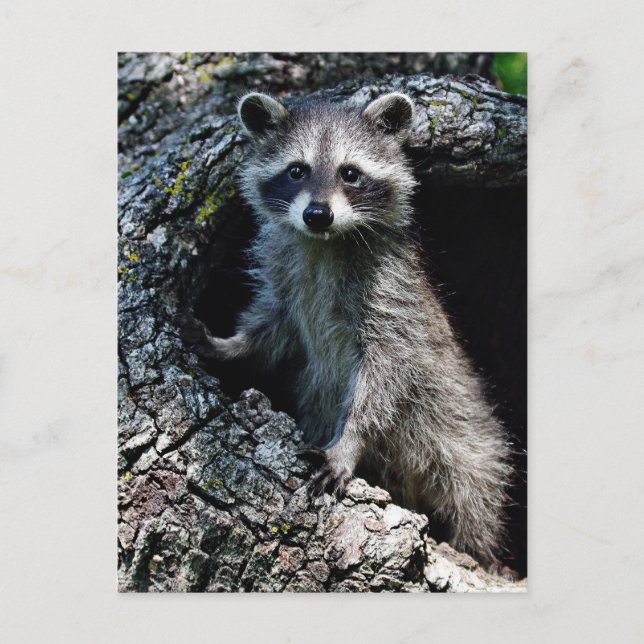 Young Racoon Postcard (Front)