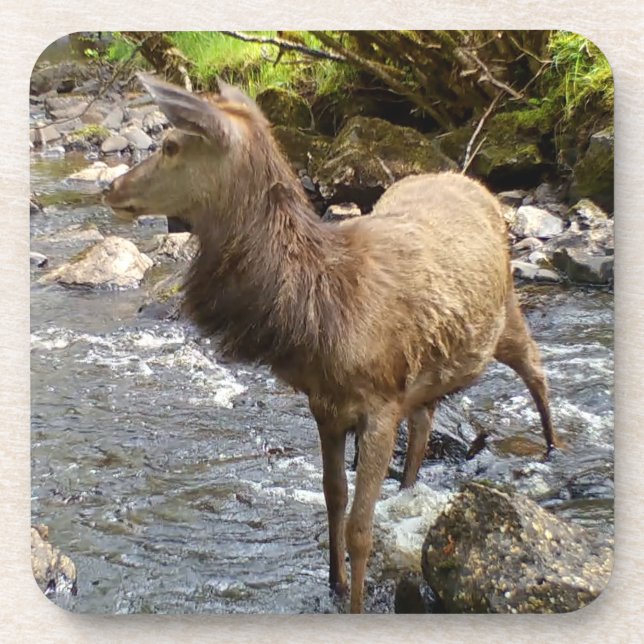 Young Red Deer on River Hard Plastic 6 Coaster Set (Front)