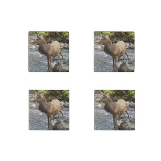 Young Red Deer on River 