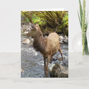 Young Red Deer Stag Standing in River Serene Scene Card