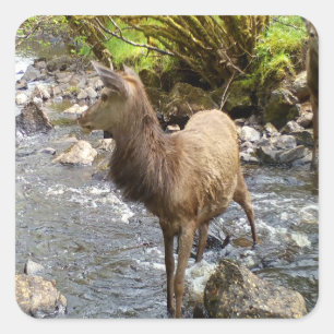 Young Red Deer Wildlife Woodland Forest Animal Art Square Sticker