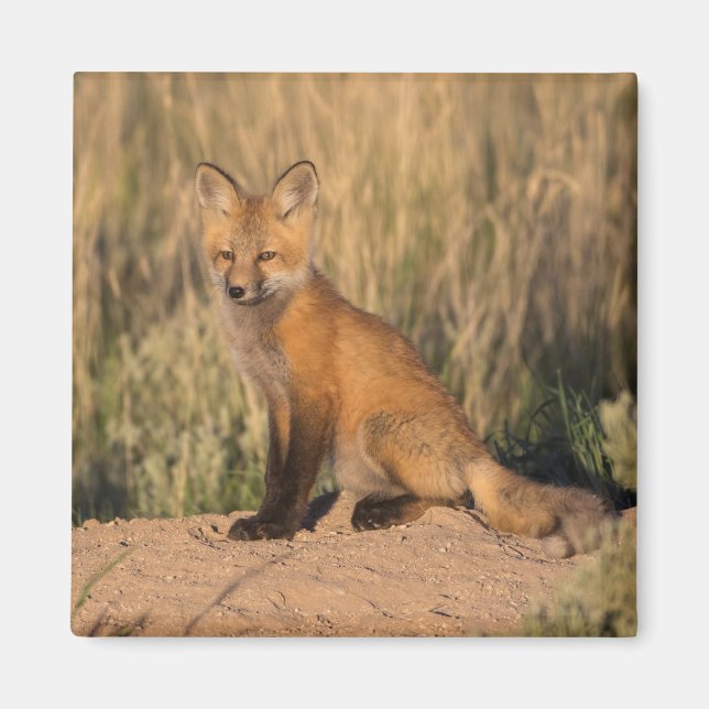 Young Red Fox at Golden Hour Magnet (Front)