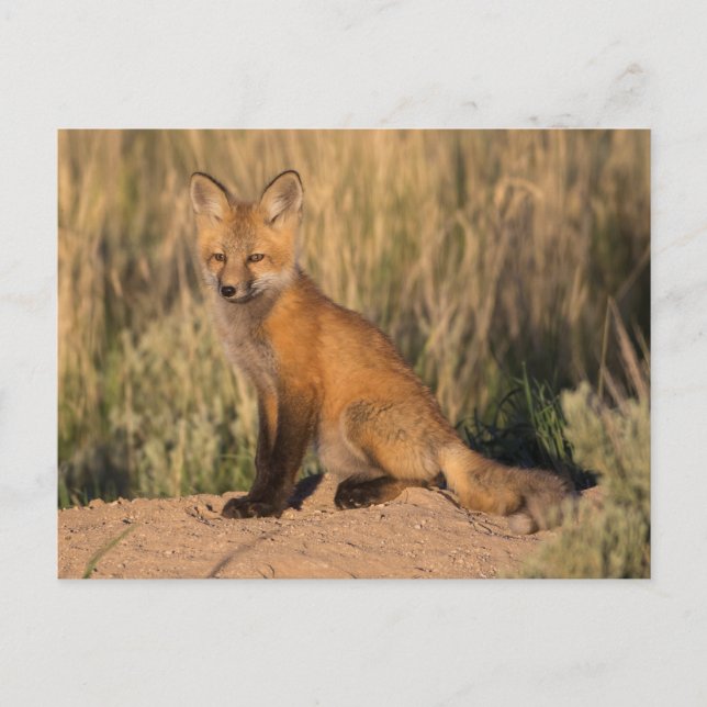Young Red Fox at Golden Hour Postcard (Front)