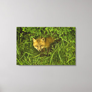 Young Red Fox coming out from hiding in bushes Canvas Print