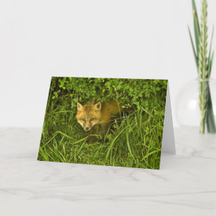 Young Red Fox coming out from hiding in bushes Card