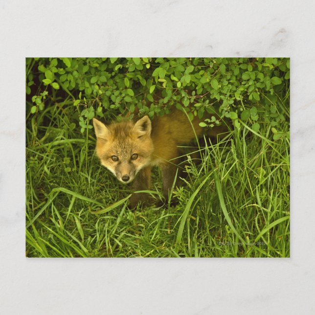 Young Red Fox coming out from hiding in bushes Postcard (Front)