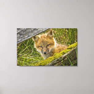 Young Red Fox looking through fence on San Juan Canvas Print