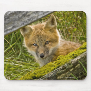 Young Red Fox looking through fence on San Juan Mouse Mat