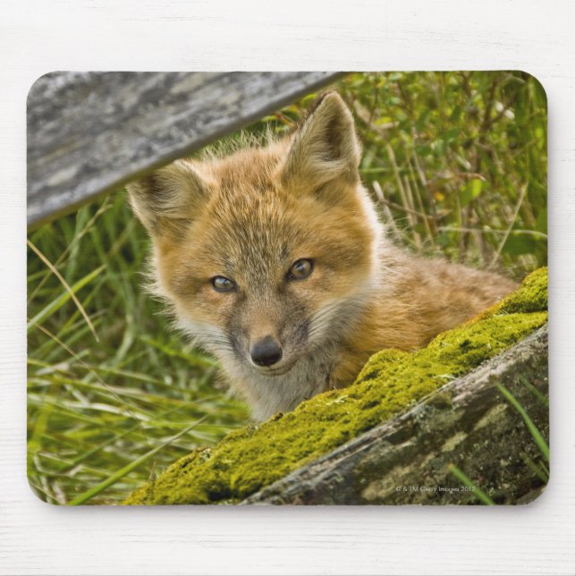 Young Red Fox looking through fence on San Juan Mouse Mat (Front)