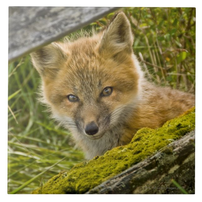 Young Red Fox looking through fence on San Juan Tile (Front)