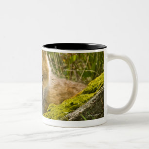 Young Red Fox looking through fence on San Juan Two-Tone Coffee Mug