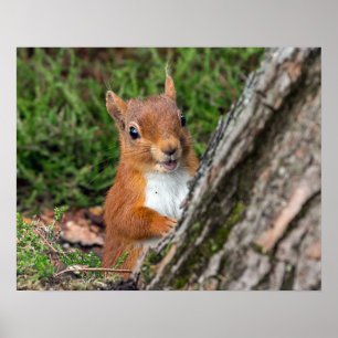 young red squirrel poster